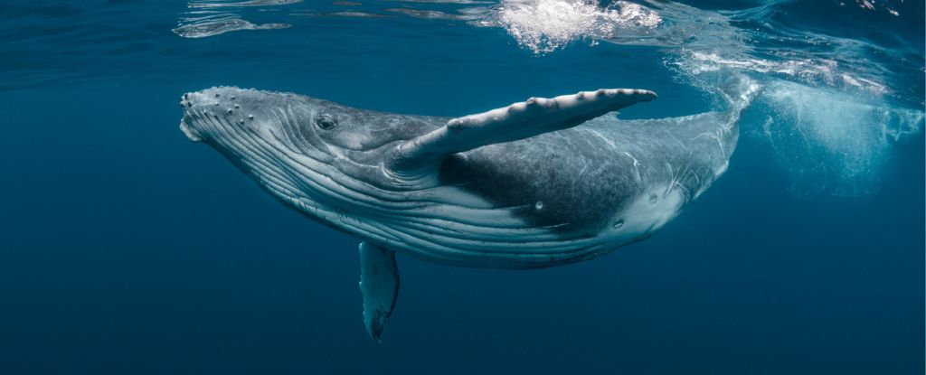 Ballenas jorobadas a casi 9,000 millas de distancia han sido captadas cantando la misma canción : Heaven32