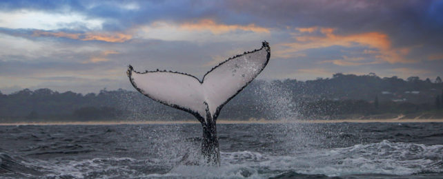 Breaching whale tale with dusk skies.