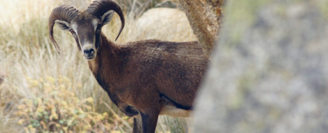 Wild sheep peaking out from behind some rocks.