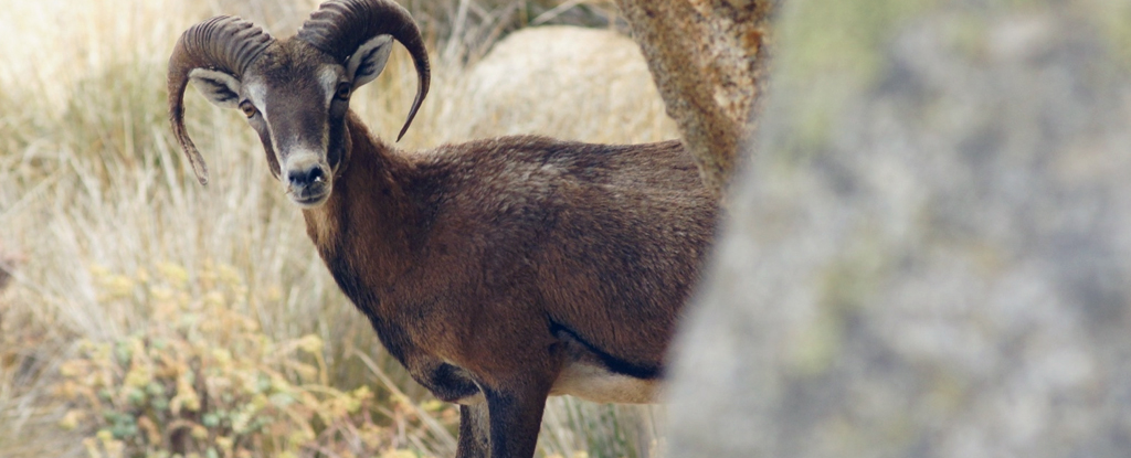 Ancient Poop Suggests Humans Tended Animals 2,000 Years Earlier Than We Thought