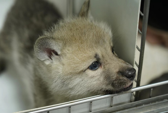 A wolf pup looks out of its pen.