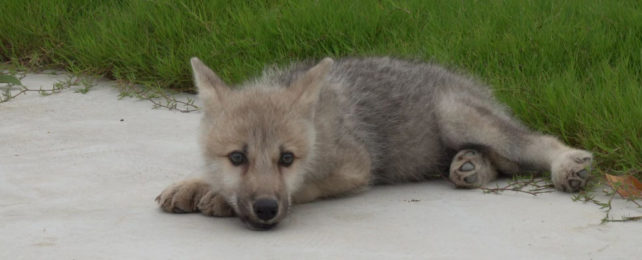 A wolf pup lays on pavement and grass.