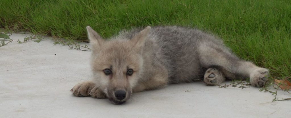 the-world-s-first-cloned-wolf-has-reportedly-been-born-in-china-and-it-s-adorable