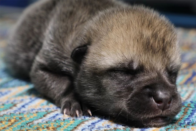 A newly born wolf pup on a blanket.