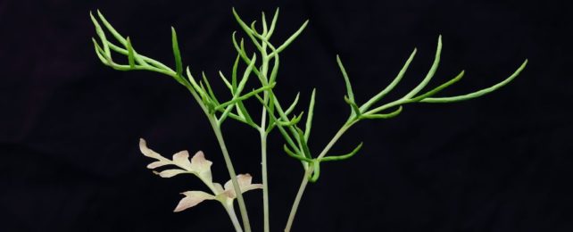 Ferns Are Super Weird – And Their Genomes Are Even More Chaotic Than We Thought