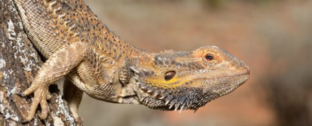 a central bearded dragon