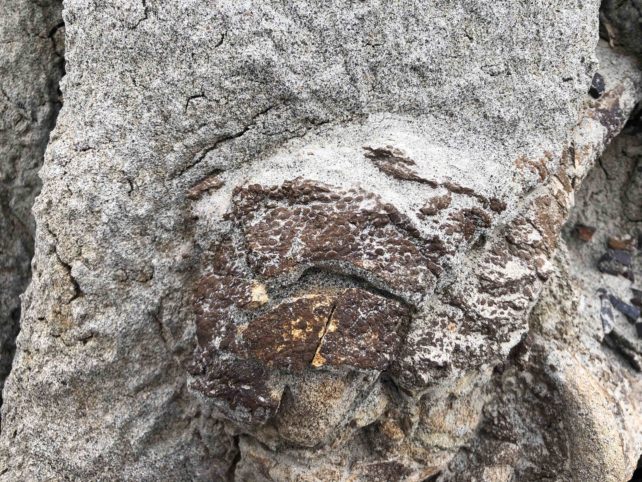 Des chercheurs mettent au jour une momie de dinosaure ! Par Yann Contegat (DGS) Close-up-detail-of-ankle-bones-with-skin-impressions1-642x482