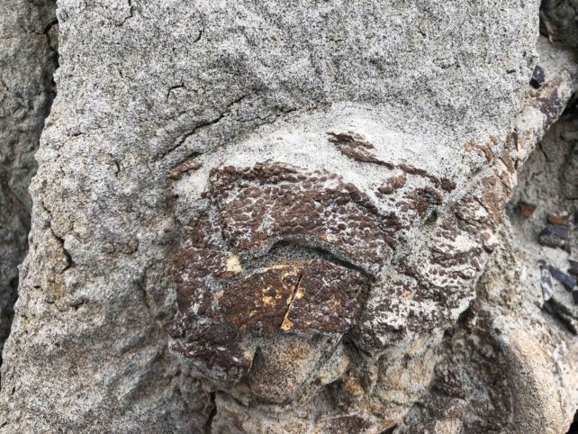 Close up of skin bearing ankle bone fossil.