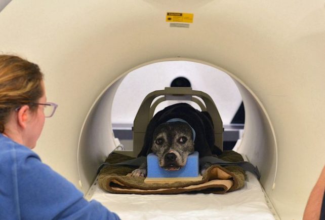 Daisy the dog in the fmri machine