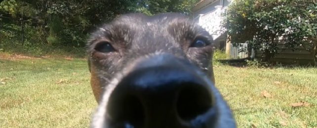 image of a dog's nose in closeup as it sniffs the camera