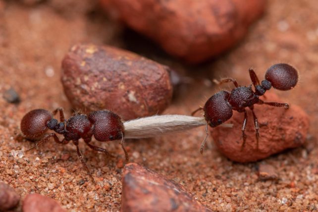 Two ants carrying seeds.