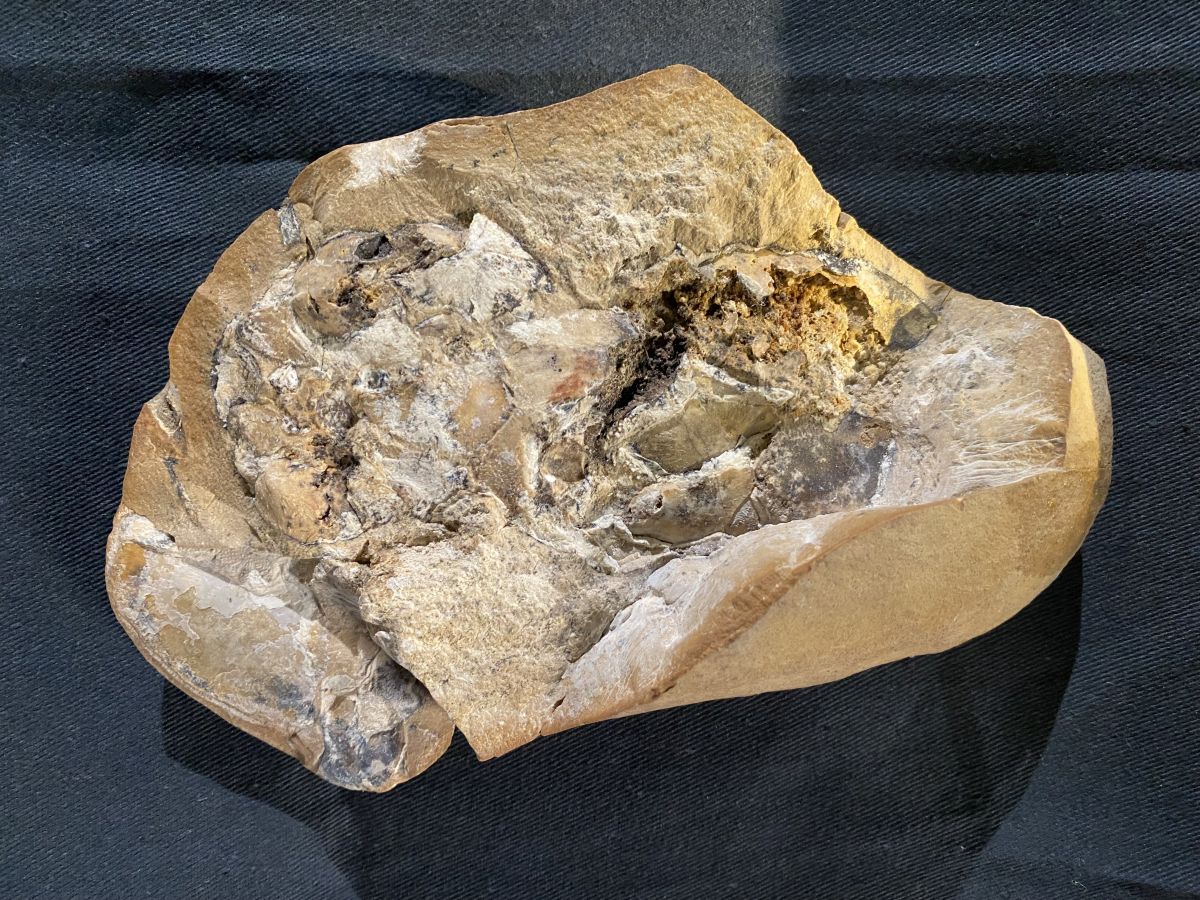 the chunk of limestone rock in which the fossil is found