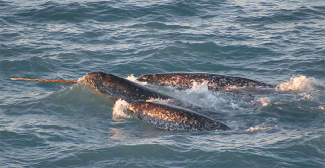 Narwhals swimming from above