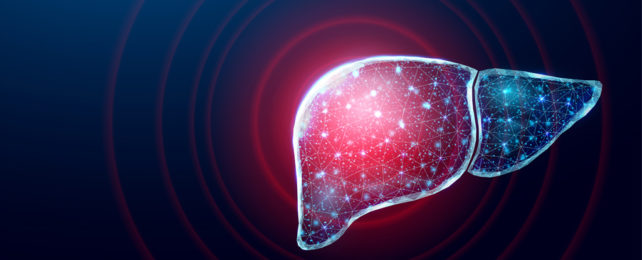 A 3D illustration of a human liver.