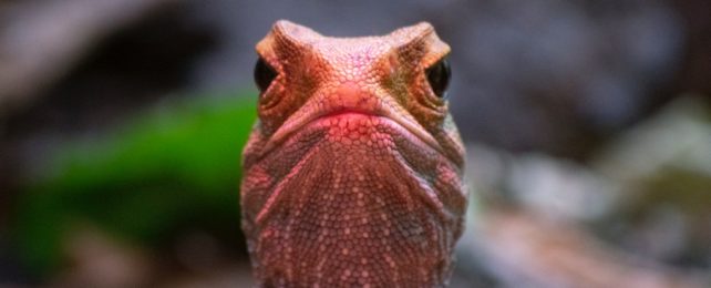 A Tuatara Looking At You