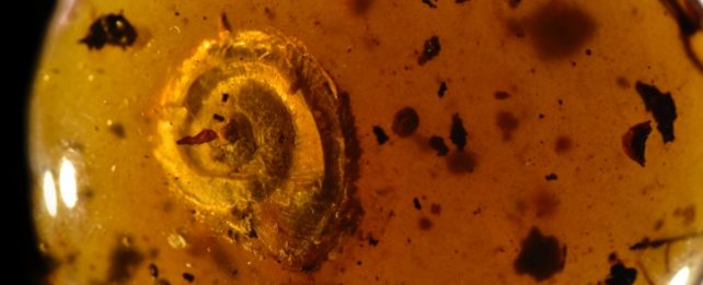 Ancient Snail In Amber