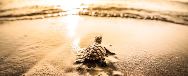 Baby Sea Turtle Faces Ocean