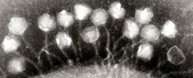 Bacteriophage On Bacteria