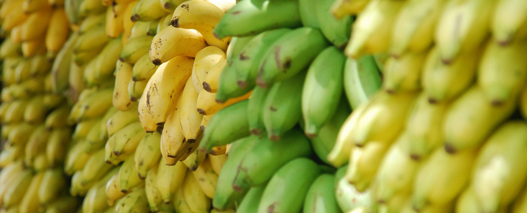banana-genomes-hint-at-hidden-species-we-urgently-need-to-find