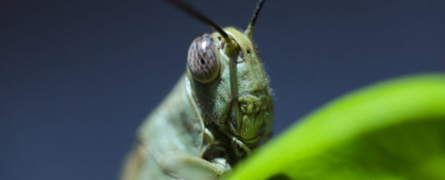 Bug-eyed insect perched on bright green leaf.