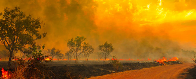 Burning bush fire