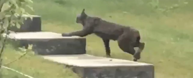 Black Canada lynx