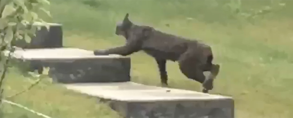 Black Canada Lynx Caught on Camera For The First Time, And There's Video