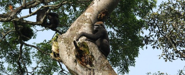 Chimps And Gorillas Seen Hanging Together In The Wild, And We Wish We Were Invited