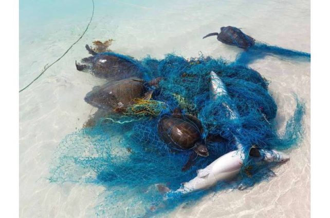 Four turtles and two sharks caught and killed by discarded blue fishing net
