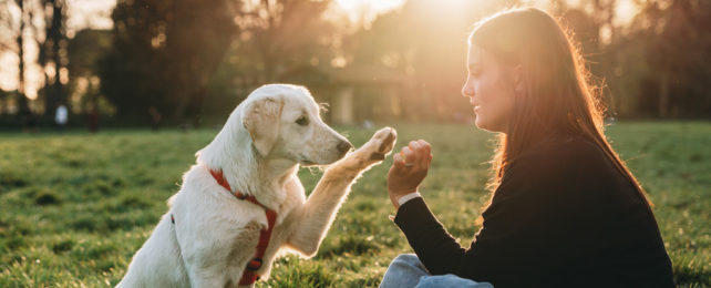 A dog lifts its paw to touch a woman's palm.