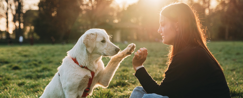 Este ‘estilo de crianza de mascotas’ específico parece hacer que los perros sean más seguros y resistentes : Heaven32