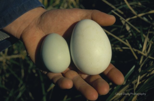Eggs of the erect-crested penguin