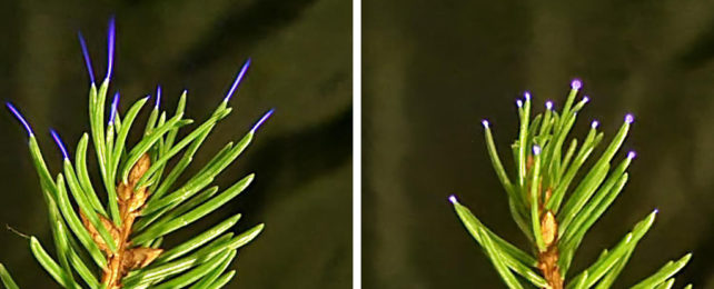 Electrical discharge on the tips of spruce twigs.