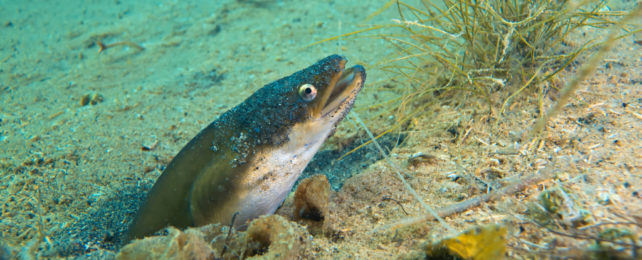 European eel emerging from sandy river bed.