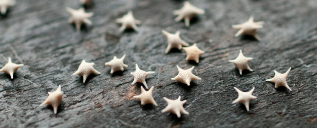 Tiny star-shaped foraminifera