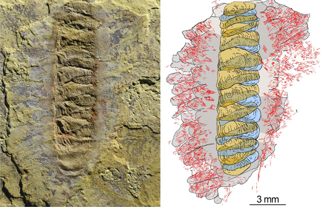 Un antiguo fósil de gusano y un boceto del mismo.