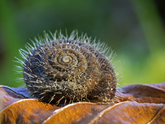 Close-up of a snail's dark brown shell covered with silvery hairs.