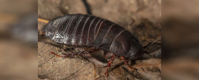 A large cockroach on a ground of dead leaves.