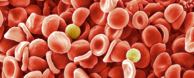 Discovery of a New Rare Blood Type Could Save The Lives of Future Newborns HumanRedBloodCellsUnderMicroscopeAndTwoWhiteBloodCells-642x260