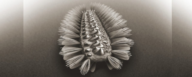 A fuzzy and spiny ancient worm.