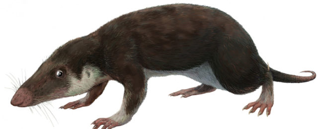 An illustration of a Morganucodon.