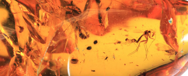 The Wondrous Beauty of Myanmar Amber Hides a Very Dark Secret : ScienceAlert