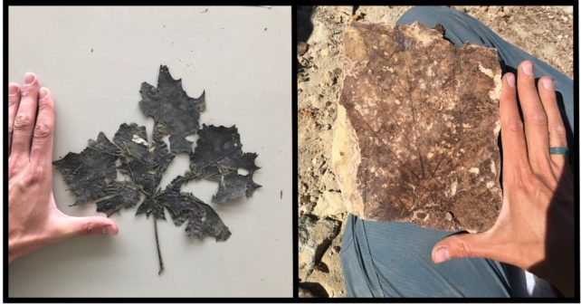 Una hoja moderna a la izquierda y un fósil que presiona hojas a la derecha, ambos mostrando daños por insectos y junto a una mano humana extendida para medir su tamaño.