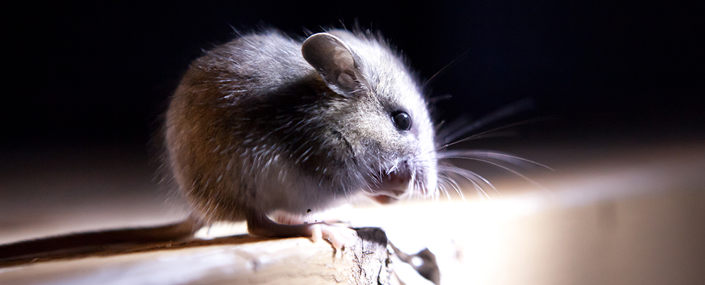 Even Blind Mice Scratch When They 'See' Other Mice Fight an Itch