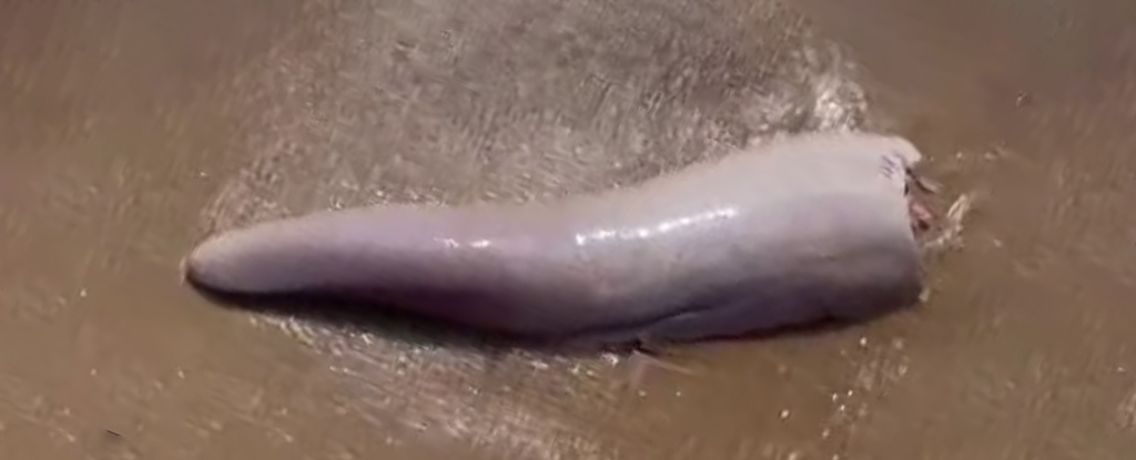 Bizarre Discovery on Australian Beach Could Be a Ginormous Whale Penis