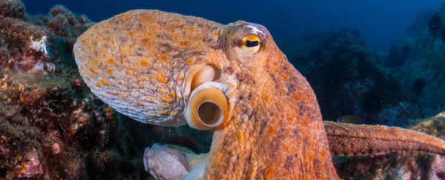 A Map of The Octopus Visual System Reveals Their Own Solution to Sight