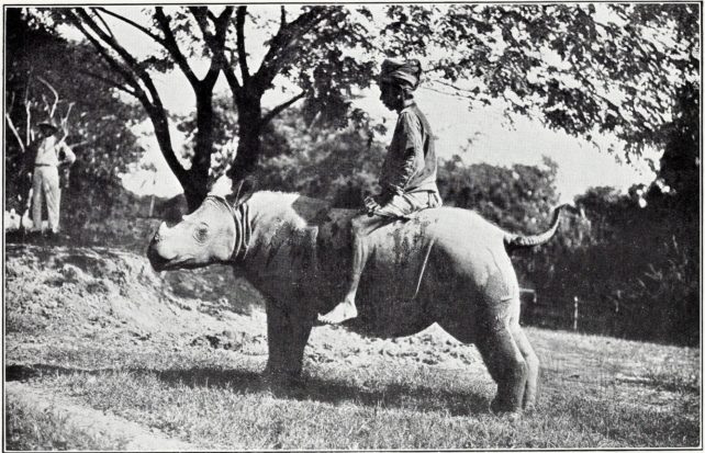 Sumatran rhino in India, 1913