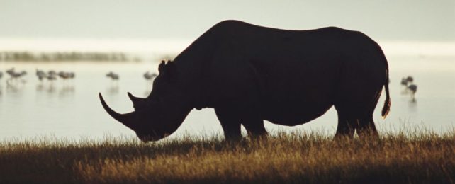 Rhino Horns Aren't What They Used to Be, And We Only Have Ourselves to Blame