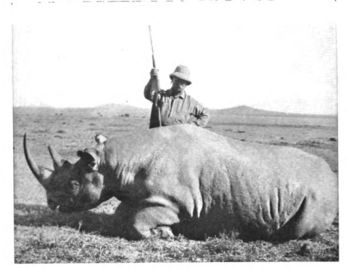Roosevelt with rhino, 1911
