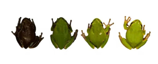 A row of four frogs, going from black skinned to light green skinned.